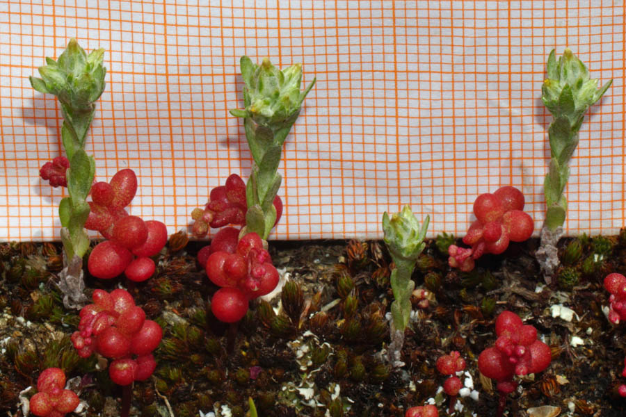 Logfia minima (=Filago minima) / Bambagia minima